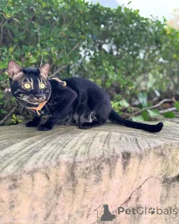 Фото №1. бенгальская - купить в Rapperswil-Jona за 69575₽. Объявление №152723