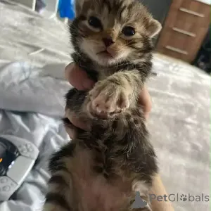 Фото №2 к объявлению №167253 о продаже бенгальская - купить в Германии частное объявление