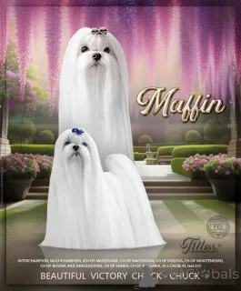 Дополнительные фото: Мальтийские, отличные родословные