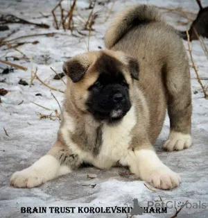 Дополнительные фото: Щенки Акиты