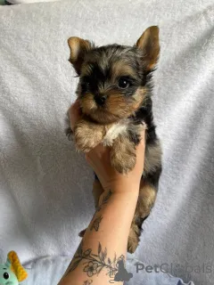 Фото №2 к объявлению №163780 о продаже йоркширского терьера - купить в Финляндии частное объявление, из приюта