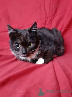 Фото №4. Продам  в Санкт-Петербурге частное объявление - цена Бесплатно