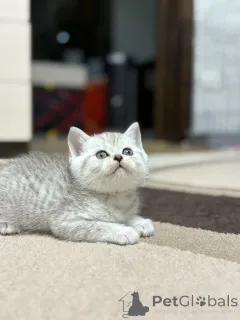 Фото №4. Продам шотландскую (скоттиш страйт) в Минске заводчик - цена 14495₽