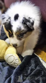 Дополнительные фото: Австралийская овчарка