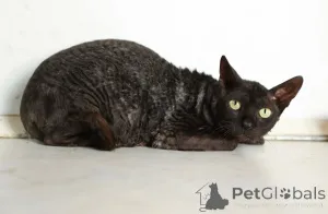 Фото №1. корниш рекс - купить в Химках за Бесплатно. Объявление №165040