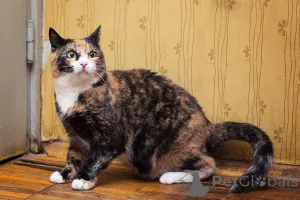 Фото №1.  - купить в Москве реке за Бесплатно. Объявление №166041