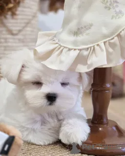 Фото №3. D'adorables chiots Bichons Maltais cherchent un Foyer Aimant!.  Франция