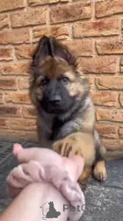 Фото №2 к объявлению №166963 о продаже немецкую овчарку - купить в Франции частное объявление, заводчик