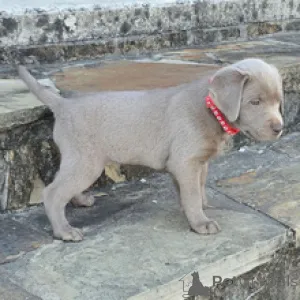 Фото №3. Лабрадор-ретривер Кобель, возраст 7 недель. Готово к 30 марта..  Германия