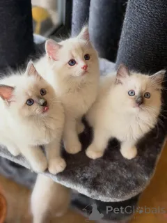 Фото №1. рэгдолл - купить в Галлейн за договорная. Объявление №167320