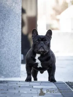 Дополнительные фото: Французский бульдог красивые щенки