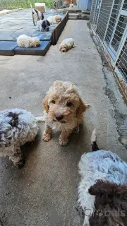 Дополнительные фото: Продаются щенки Лаготто Романьоло