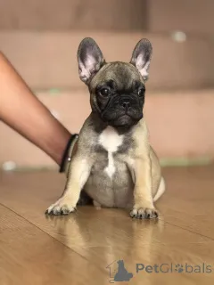 Дополнительные фото: Французский бульдог красивые щенки