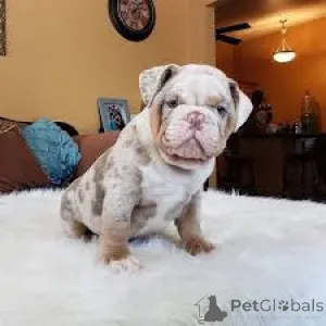 Фото №2 к объявлению №167708 о продаже английского бульдога - купить в Польше частное объявление, заводчик