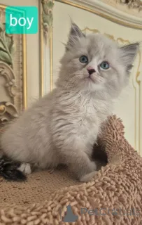 Фото №1. сибирская - купить в Джорджиана за 79084₽. Объявление №161382