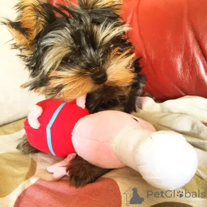 Фото №2 к объявлению №163243 о продаже  - купить в Великобритании 