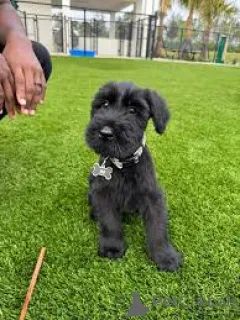 Фото №3. продаются щенки шнауцера.  Германия