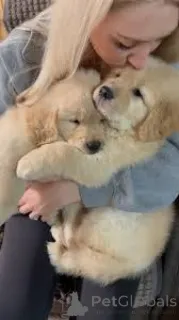 Фото №1. золотистый ретривер - купить в Амстердам за 92767₽. Объявление №164945