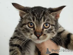 Фото №2 к объявлению №159964 о продаже  - купить в России частное объявление