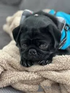 Фото №3. Линдос качоррос Мопс для продажи.  Португалия