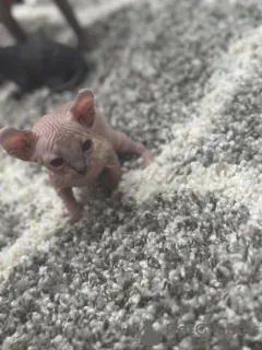 Фото №1. турецкая ангора - купить в Котбус за 32468₽. Объявление №150511