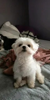 Фото №3. Шиот бишон мальтийский.  Люксембург