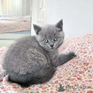 Фото №3. Спокойные и ласковые британские короткошерстные котята идеальный компаньон для. Германия