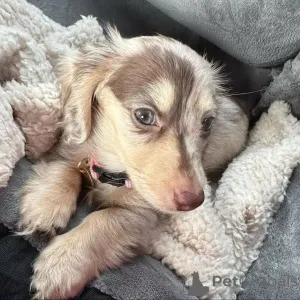 Фото №2 к объявлению №159466 о продаже таксу - купить в Финляндии 