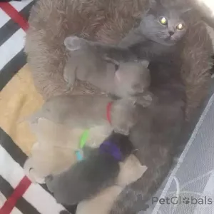 Фото №2 к объявлению №167257 о продаже британская короткошёрстная - купить в Германии частное объявление