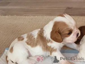 Фото №3. Cavalier King Charles Spaniel Welpen WhatsApp 44 7453 907158.  Германия
