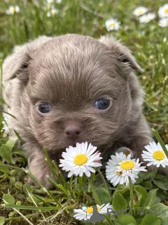 Фото №1. чихуахуа - купить в Сивац за договорная. Объявление №167435