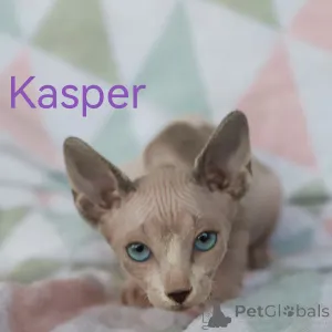 Дополнительные фото: Котята канадского сфинкса