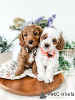 Фото №2 к объявлению №157768 о продаже лабрадудля - купить в Ирландии частное объявление