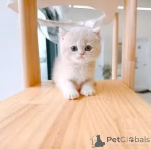 Фото №3. Манчкин-Kätzchen zu verkaufen. Австрия