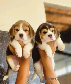 Фото №1. бигль - купить в Аладжарви за 18553₽. Объявление №155410