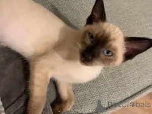 Фото №3. Балийский Kätzchen zu verkaufen. Австрия