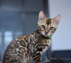 Фото №1. бенгальская - купить в Минске за 40586₽. Объявление №166568