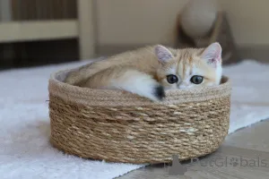 Фото №2 к объявлению №153756 о продаже британская короткошёрстная - купить в Турции заводчик