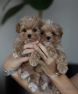 Фото №2 к объявлению №178416 о продаже мальтипу - купить в Португалии 