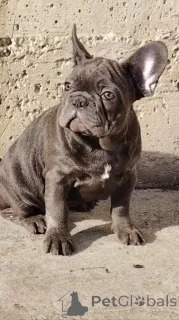 Фото №4. Продажа французского бульдога в Вршак заводчик - цена договорная