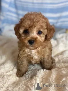 Фото №1. беспородная - купить в Дегердал за договорная. Объявление №162094