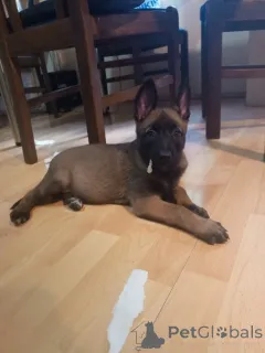 Дополнительные фото: Высококачественные бельгийские щенки малинои