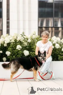 Фото №3. Крис собака с огромным сердцем и тихой надеждой..  Россия