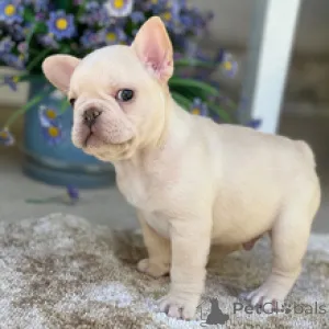 Фото №1. французский бульдог - купить в Берлине за договорная. Объявление №167061