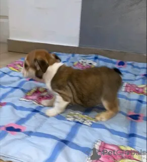 Дополнительные фото: Продаются красивые щенки английского бульдога.