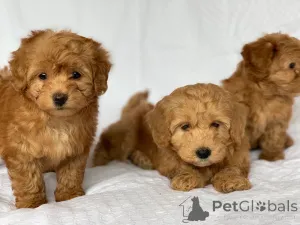 Фото №4. Продажа гаванского бишона в Грязный частное объявление - цена 46384₽